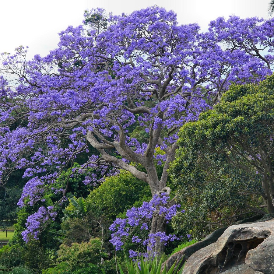Жакаранда мимозолистная "Фиалковое дерево" (лат. Jacaranda mimosifolia), семена
