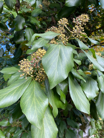 Плющ колхидский (лат. Hedera colchica), семена