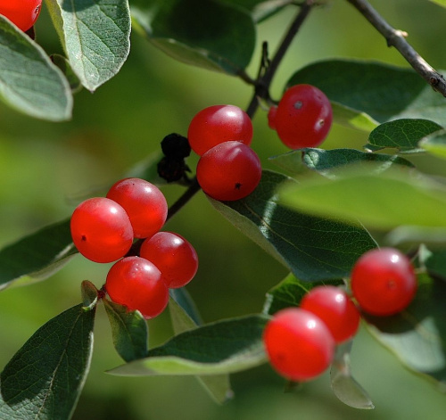Жимолость татарская (лат. Lonicera tatarica), семена