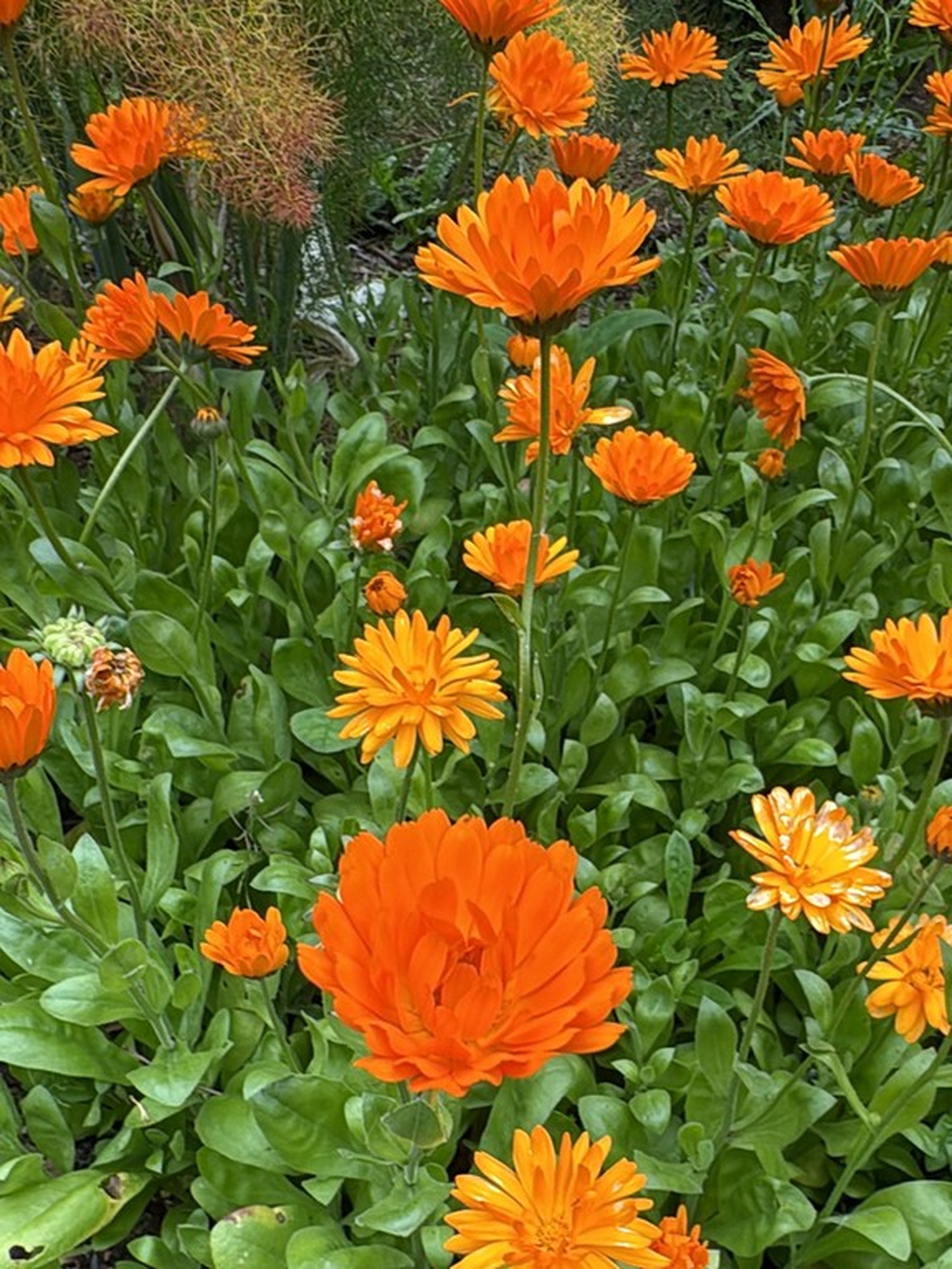 Календула лекарственная многолетняя (лат. Calendula officinalis), семена 50 шт