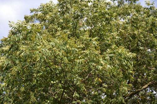 Кария иллинойская (лат. Carya illinoensis), семена