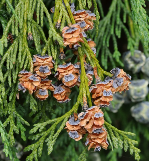 Кипарисовик Лоусона (лат. Chamaecyparis lawsoniana), семена 0,2 грамма