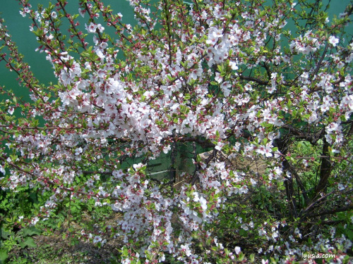 Вишня войлочная (лат. Prunus tomentosa), семена
