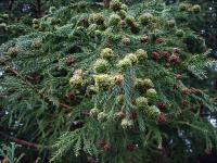Криптомерия японская Китаяма-Дей (лат. Cryptomeria japonica 'Kitayama-dai'), семена 0,2 грамма