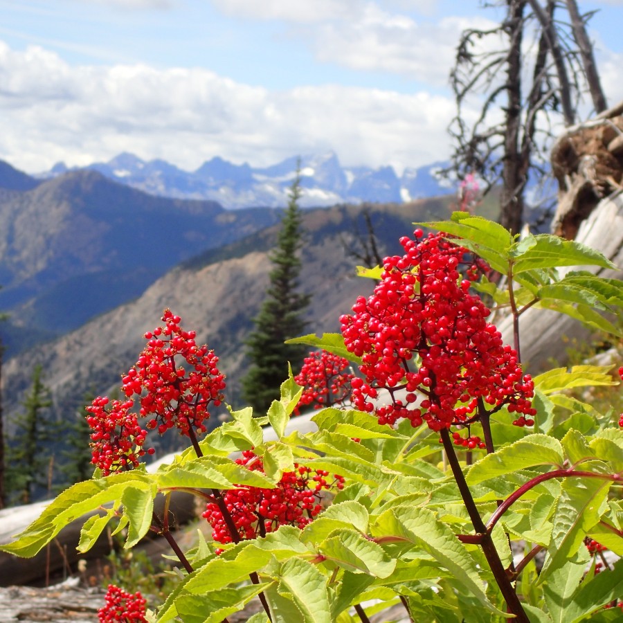 Бузина красная (лат. Sambucus racemosa), семена 