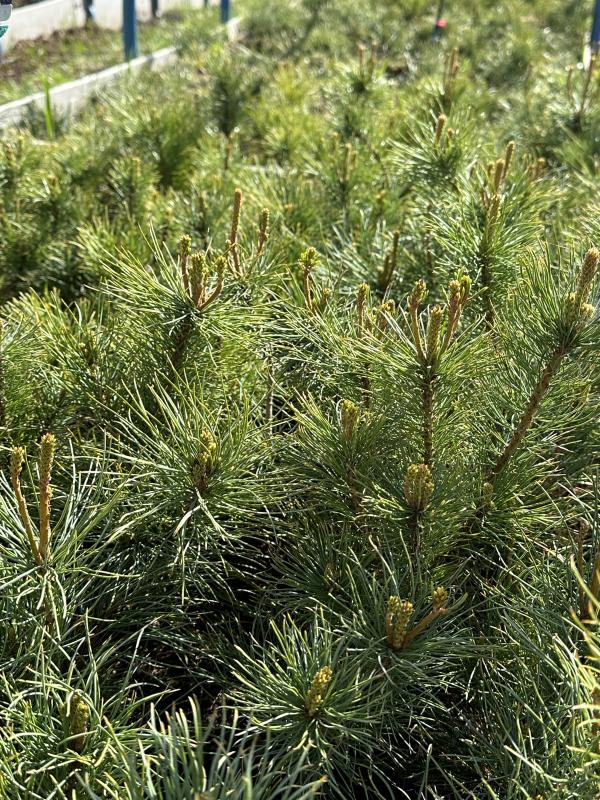 Кедровый стланик из семян. Хвойные редкости в саду