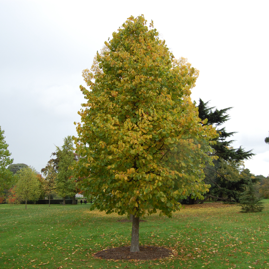 Лещина древовидная, или Орех медвежий "Северный 42" (лат. Corylus colurna), семена 20 штук