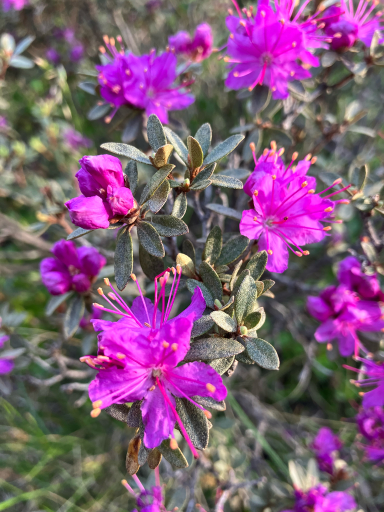 Рододендрон мелколистный (лат. Rhododendron parvifolium), семена 0,02 грамма