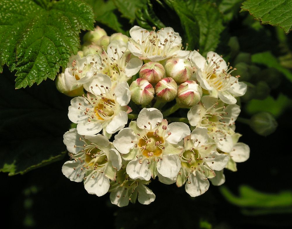 Пузыреплодник амурский (лат. Physocarpus amurensis), семена