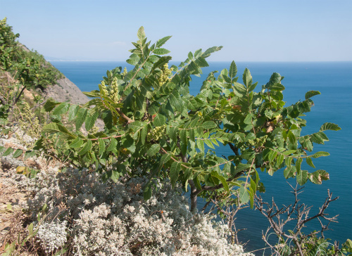 Сумах дубильный (лат. Rhus coriаria), семена