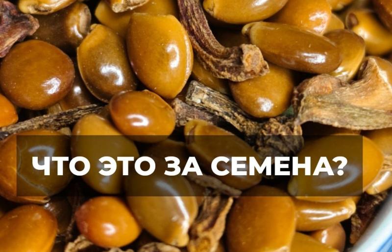 Плодовое дерево, пряность или кустарник из семейства бобовые? Плодовое дерево, пряность или кустарник из семейства бобовые?