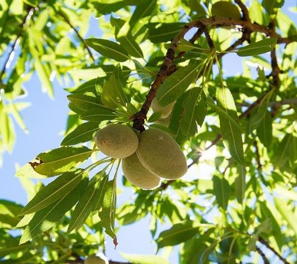 Миндаль горький (лат. Amygdalae amarus) 10 шт, семена