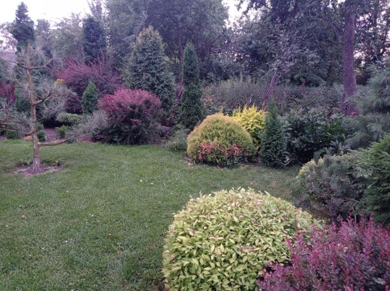 Хвойный сад. Советы профессионала