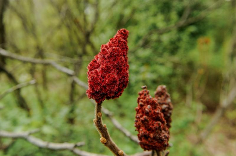 Уксусное дерево в весеннем саду