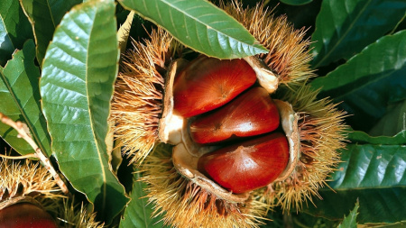 Где растут вкусные каштаны