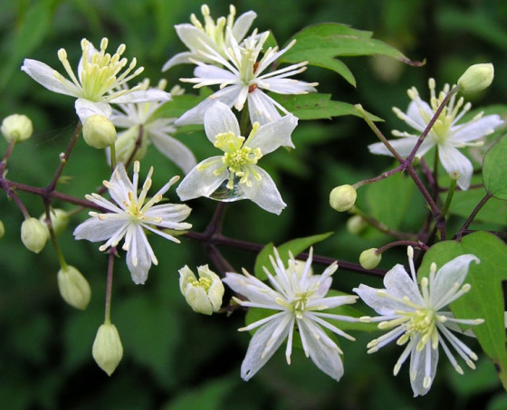 Клематис короткохвостый, или ломонос короткохвостый (лат. Clematis brevicaudata), семена
