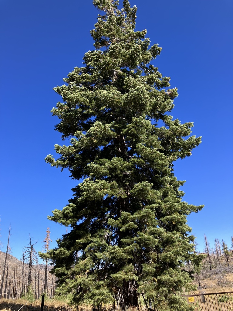 Пихта одноцветная Лау (Abies concolor f. lowiana), семена