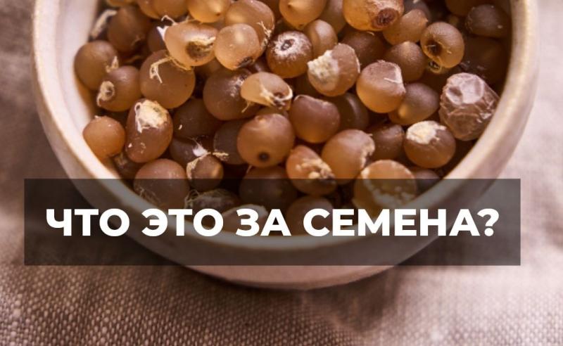 Что это, если не кукуруза? Ответ на вопрос викторины магазина Жёлуди