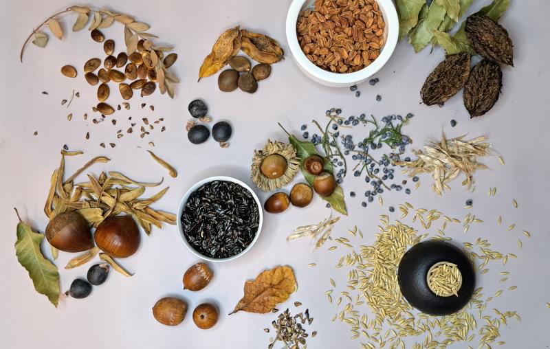 Большое поступление семян в магазине Жёлуди