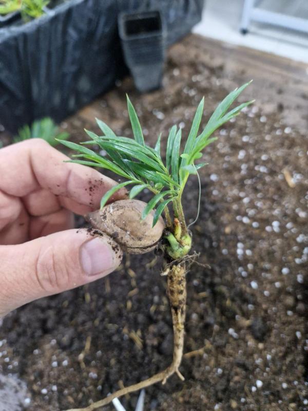 Сложно ли вырастить саговник из семян?