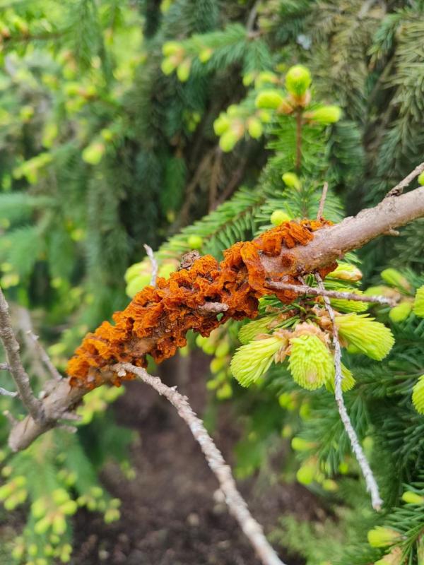 Защита хвойных растений в саду