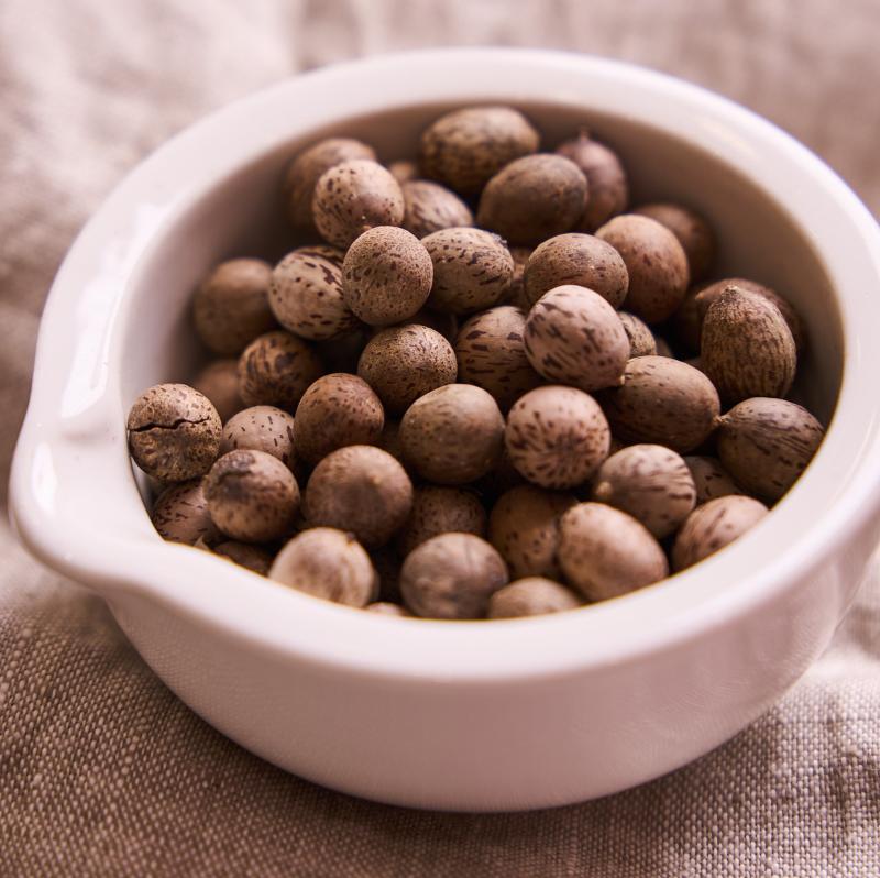 Лавр благородный - свежие пряности с собственного подоконника