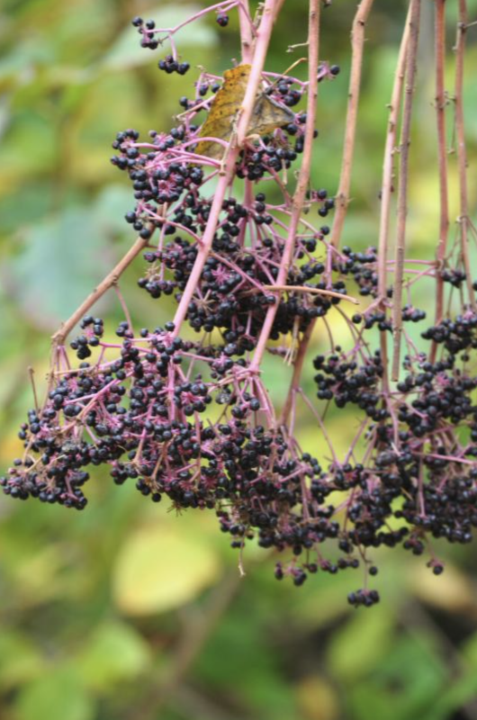 Проращиваем аралию. Новости тестового отдела