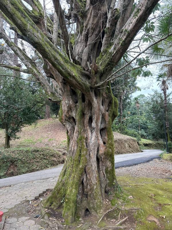 Граб в Батумском ботаническом саду