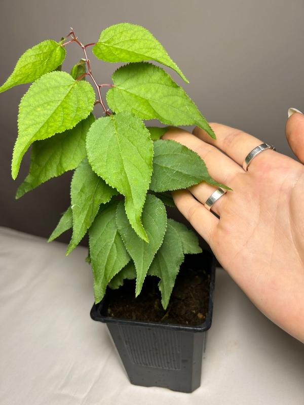 Сеянцы растений в нашем магазине