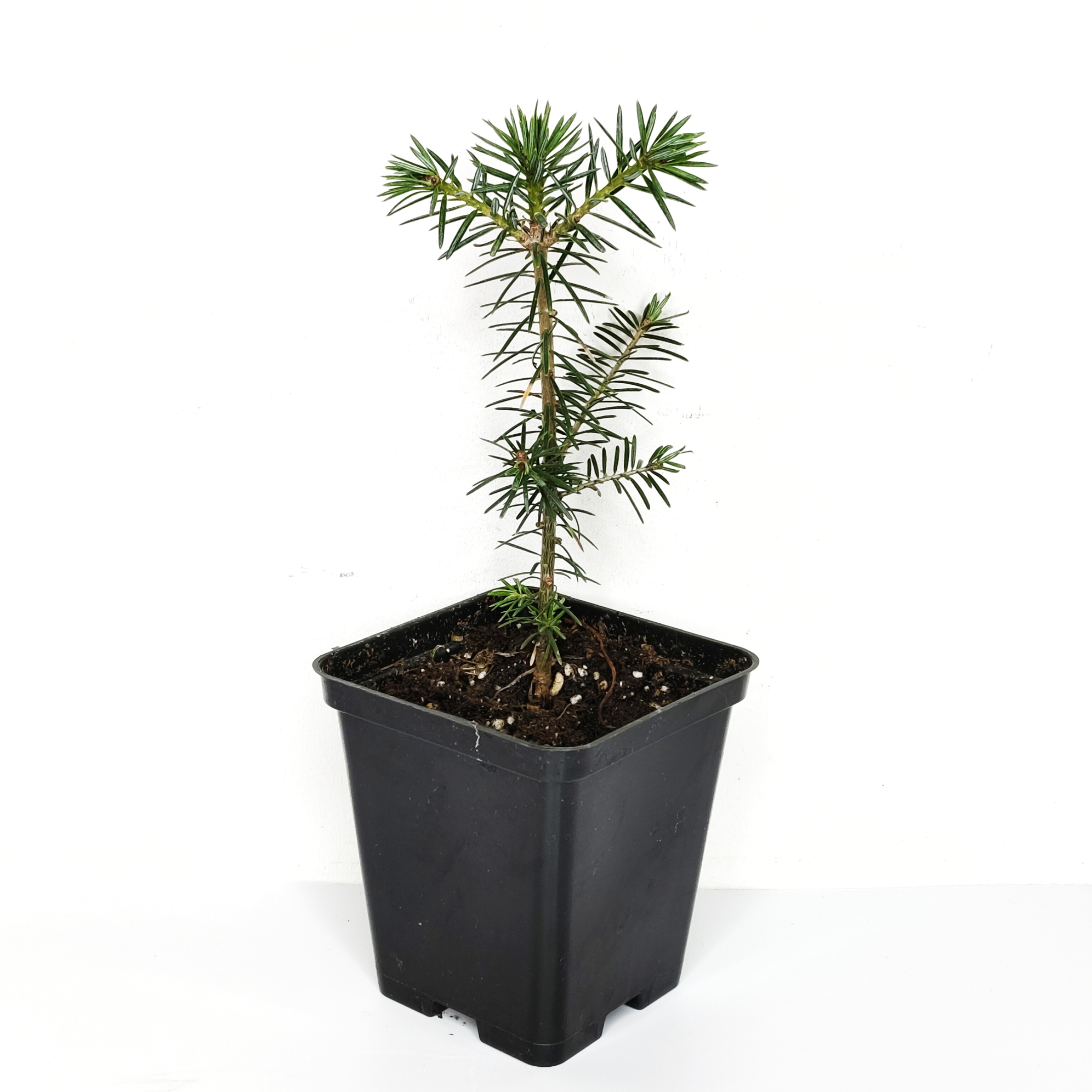 Пихта бальзамическая (лат. Abies balsamea), саженец, 1 ш