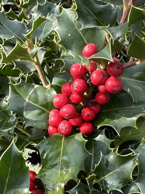 Падуб – растение с рождественской открытки