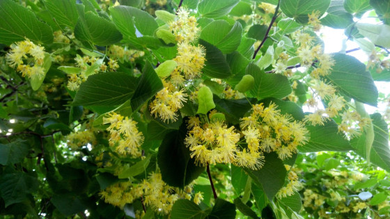 Липа амурская (лат. Tilia amurensis), семена
