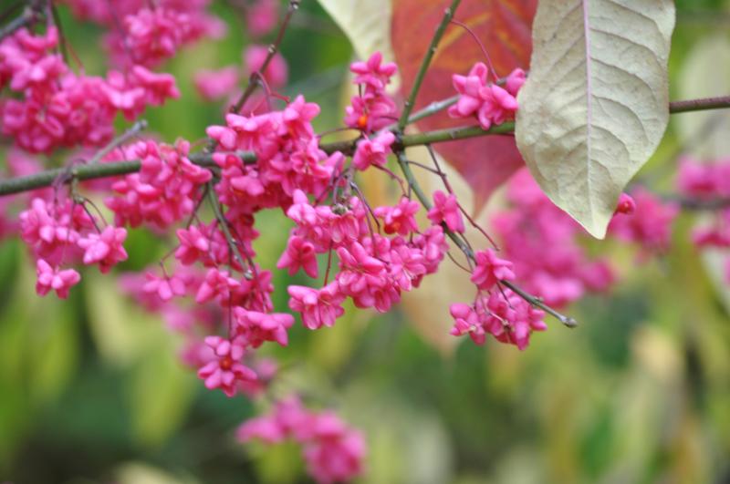 Невероятные бересклеты