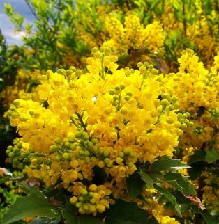 Магония падуболистная (лат. Mahonia aquifolium), семена
