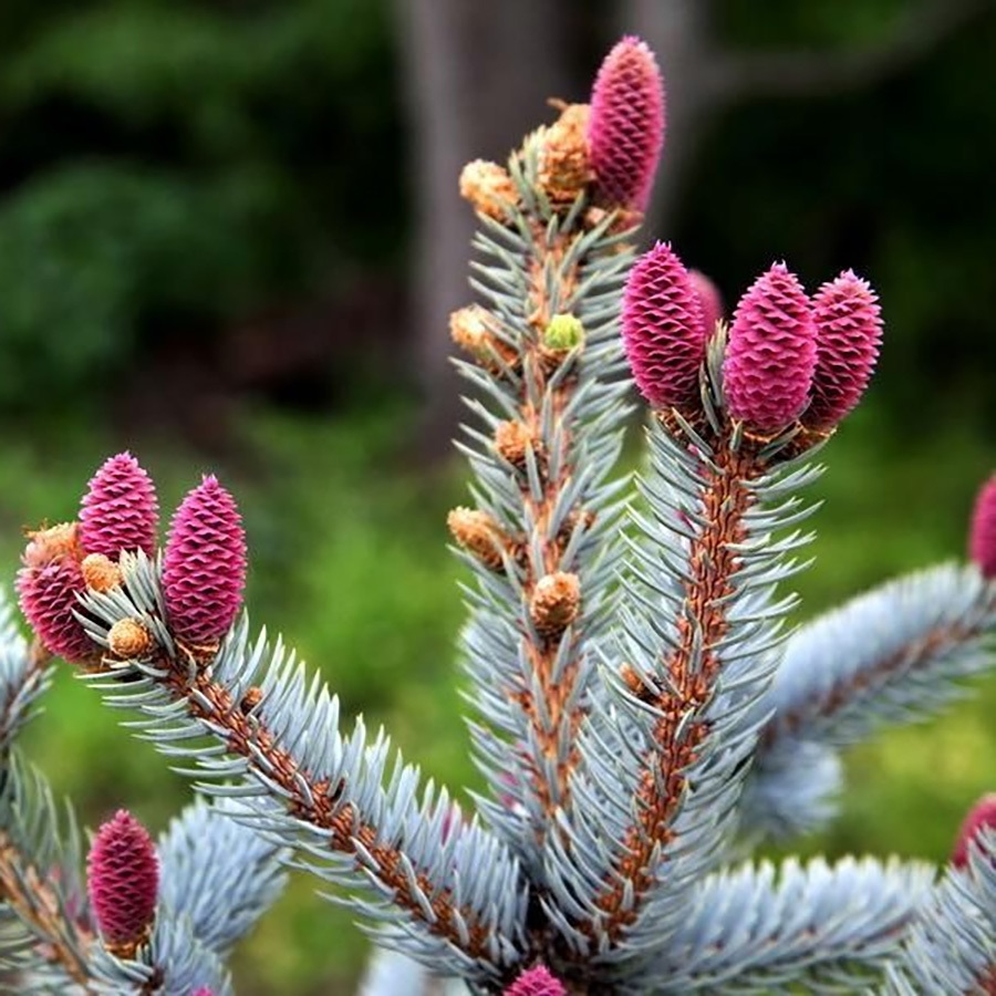 Ель колючая Хупси (лат. Picea pungens Hoopsii), семена