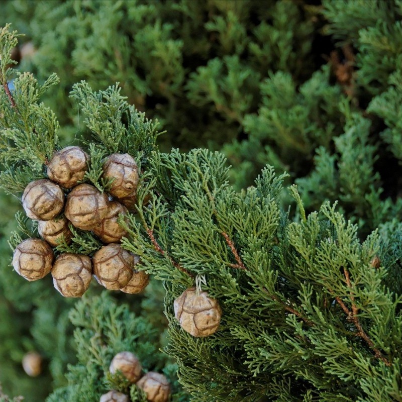 Кипарис вечнозелёный пирамидальный (лат. Cupressus sempervirens 'Pyramidalis'), семена