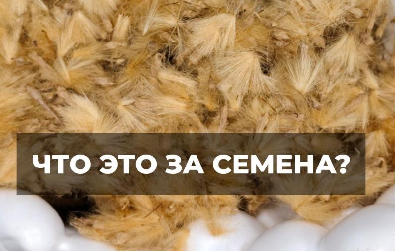 Дерево или травянистый многолетник? Кому принадлежат пушистые семена?