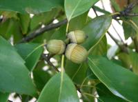 Дуб сизый, или Японский голубой дуб (лат. Quercus glauca), семена 