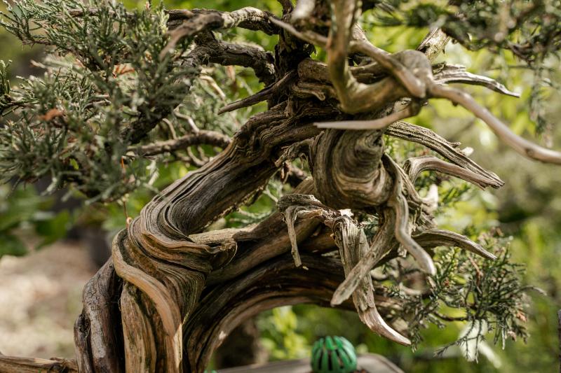 Бонсай. Откуда берутся необычные деревья