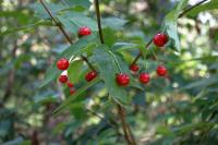 Жимолость сахалинская (лат. Lonicera sachalinensis), семена