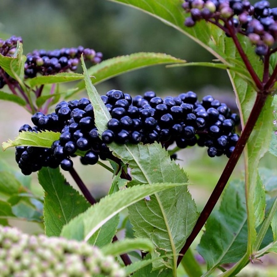 Бузина черная (лат. Sambucus nigra), семена