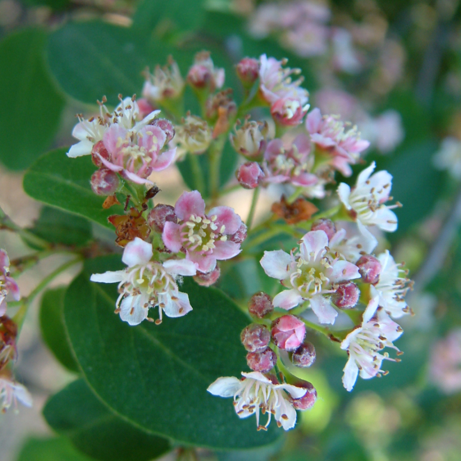 Кизильник розовый (лат. Cotoneaster roseus Edgew.), семена