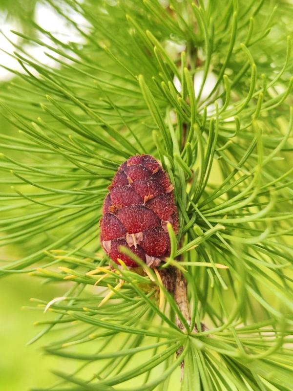 Лиственница весной