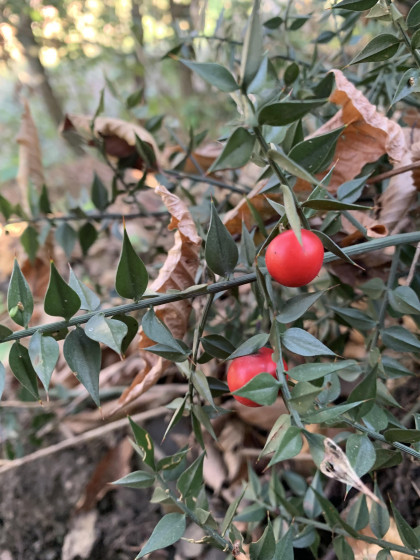 Иглица колючая, или Иглица понтийская (лат. Ruscus aculeatus), семена