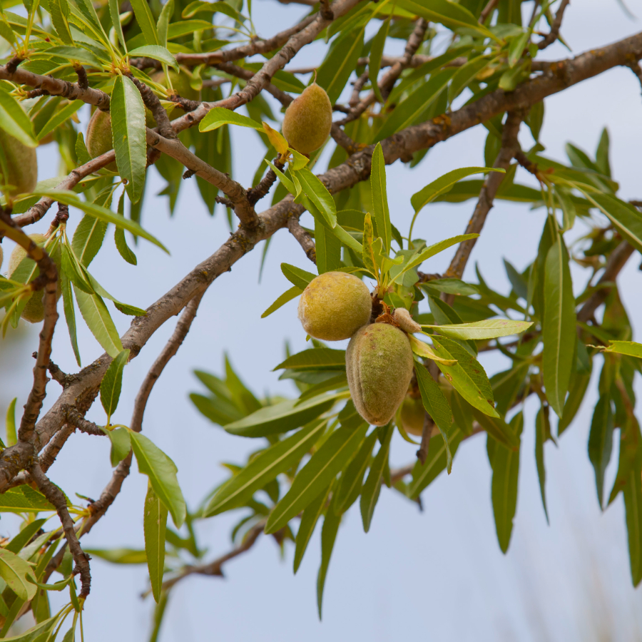 Миндаль сладкий, или Миндаль обыкновенный (лат. Prunus dulcis) 10 шт, семена