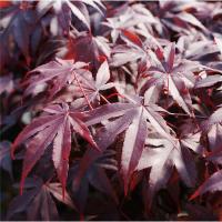 Клен дланевидный 'Blood Good' (лат. Acer рalmatum 'Blood Good'), семена