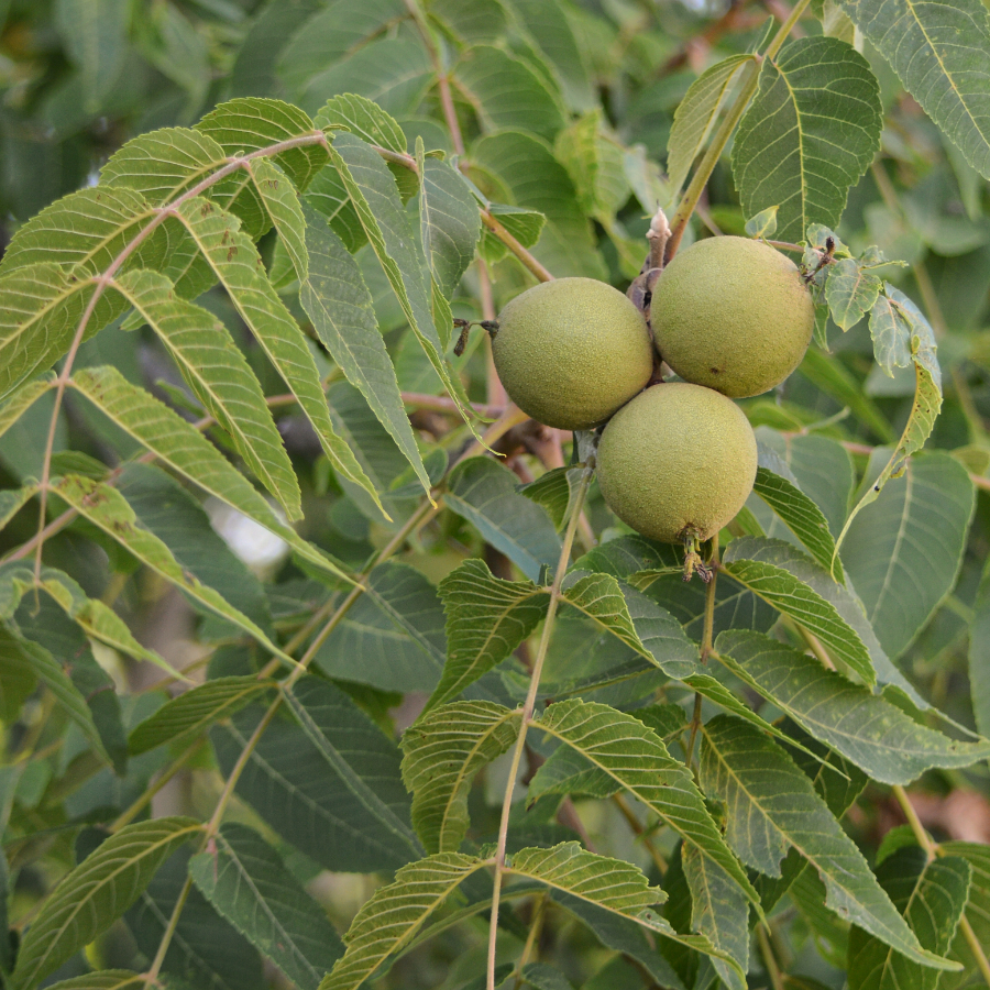 Орех черный (лат. Juglans nigra) 10 шт, семена