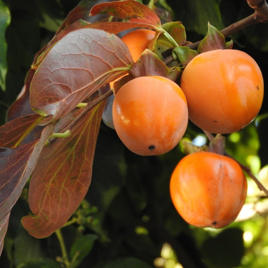 Хурма восточная, или японская (лат. Diospyros kaki), семена 