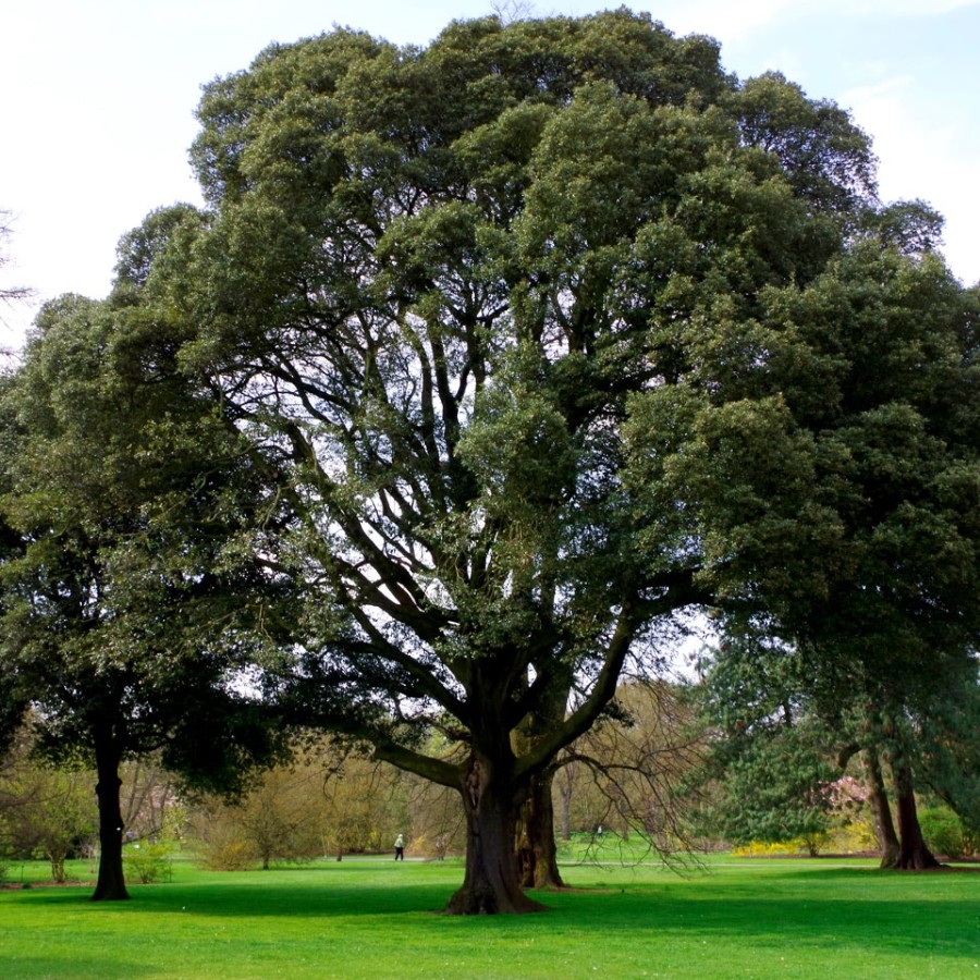 Дуб каменный (лат. Quercus ilex) 10 шт, семена 