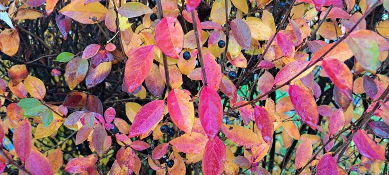 Кизильник блестящий. Разноцветные листья в осеннем саду